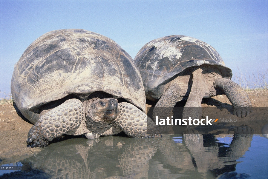 Par de volcán Alcedo tortuga gigante (Chelonoidis nigra vandenburghi) bebiendo de la piscina tempora