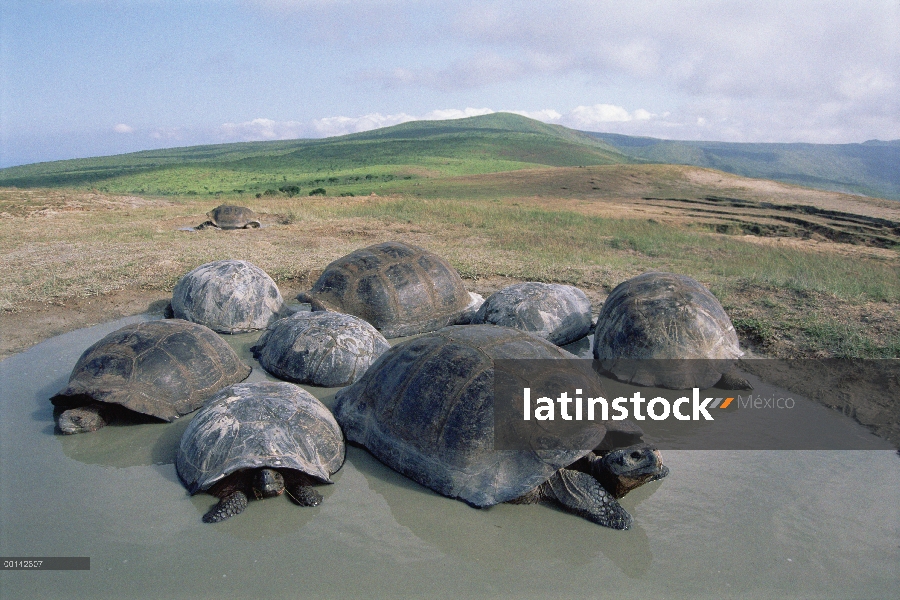 Grupo Volcan Alcedo tortuga gigante (Chelonoidis nigra vandenburghi) revolcándose en la piscina temp