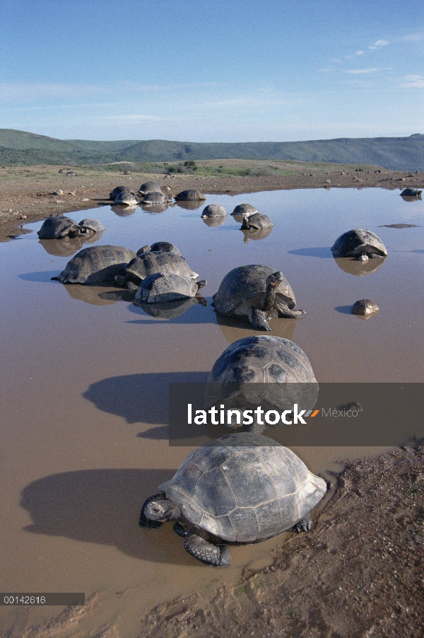 Volcán Alcedo tortuga gigante (Chelonoidis nigra vandenburghi) revolcándose en la piscina temporal d