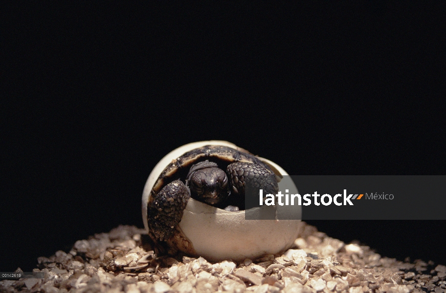 Crías de tortuga gigante de Galápagos (Chelonoidis nigra) salen de un huevo en la incubadora, Estaci