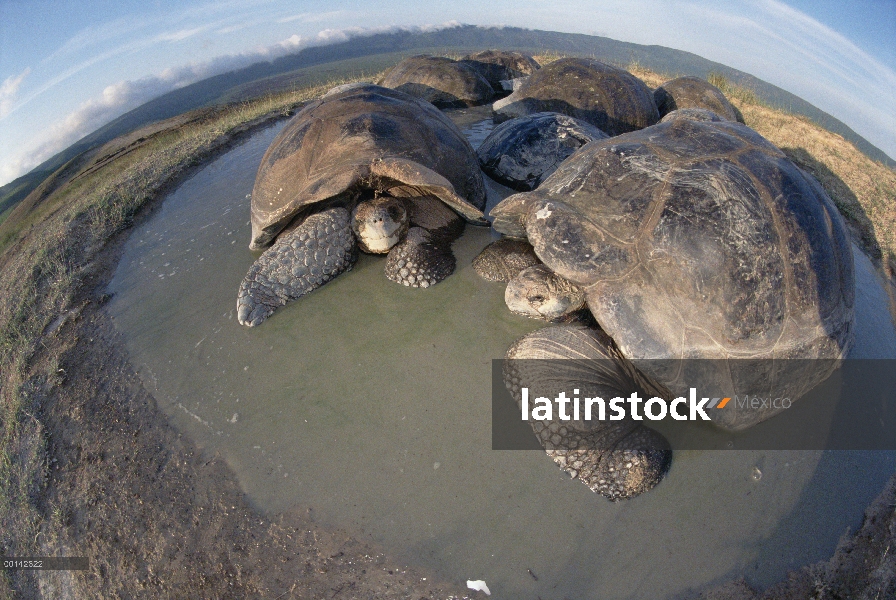 Volcán Alcedo tortuga gigante (Chelonoidis nigra vandenburghi) revolcándose en la piscina temporal d