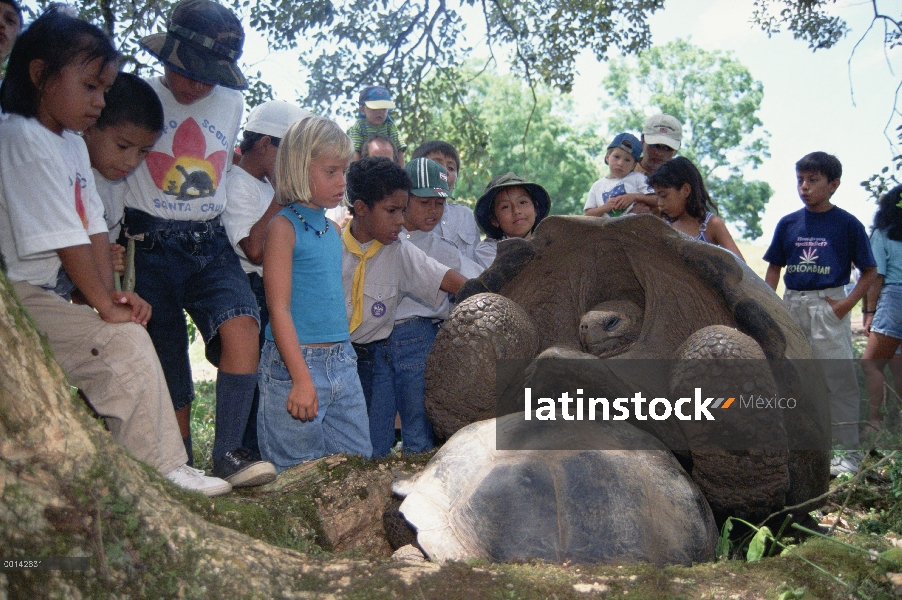 Tortuga gigante de Galápagos (Chelonoidis nigra) excursión a enseñarles las tortugas salvajes, Estac