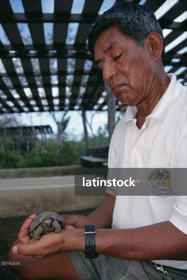 Volcán Alcedo tortuga gigante (Chelonoidis nigra vandenburghi) en la estación científica Charles Dar