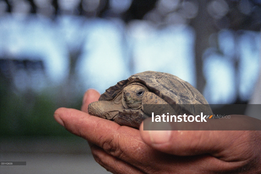 Crías de tortuga gigante de Galápagos (Chelonoidis nigra) revisados por guardián de parque, Islas de