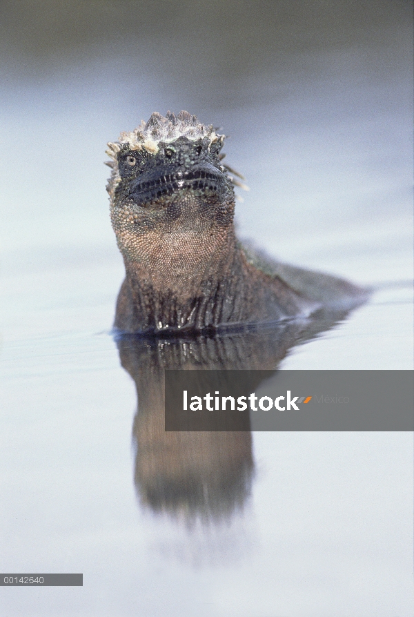 Iguana marina (Amblyrhynchus cristatus) de alimentación en aguas poco profundas mareas, Punta Espino