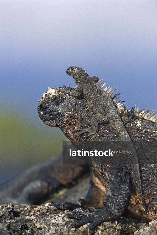 Crías de Iguana (Amblyrhynchus cristatus) marinos asoleándose en la parte posterior del adulto toler