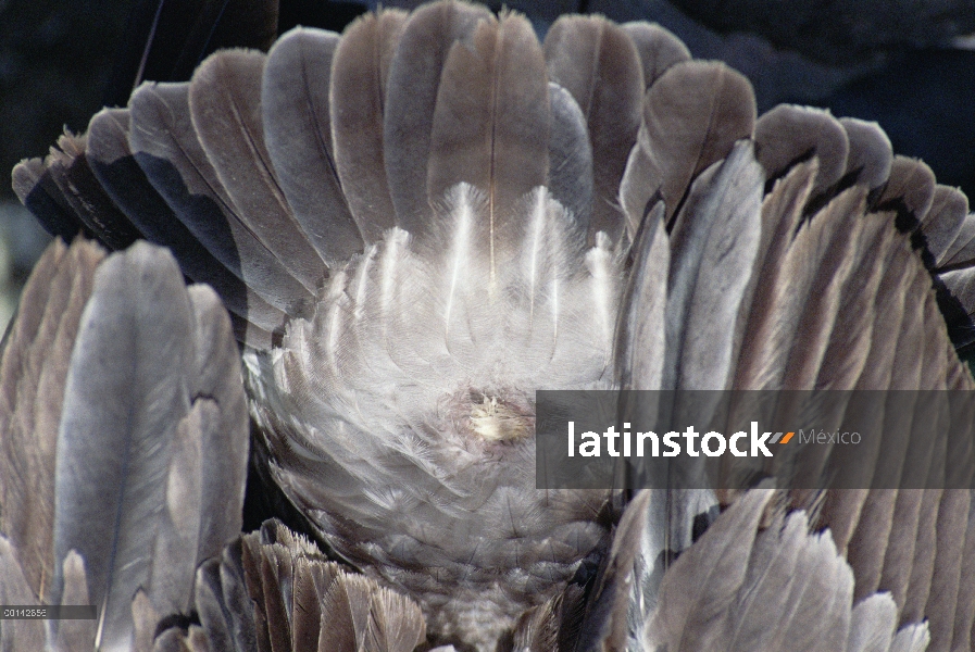 Pelícano Pardo (Pelecanus occidentalis) glándula uropigial en la base de la cola proporciona aceite 