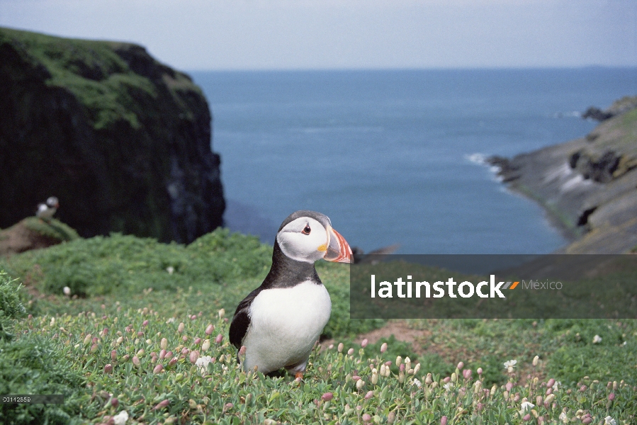 Frailecillo Atlántico (Fratercula arctica) Colonia anidación de borde acantilado, durante la tempora