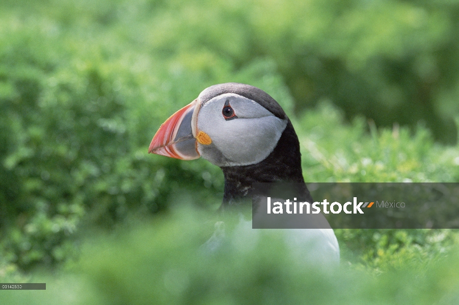 Frailecillo Atlántico (Fratercula arctica) con coloración distinta en pico durante crianza de la est