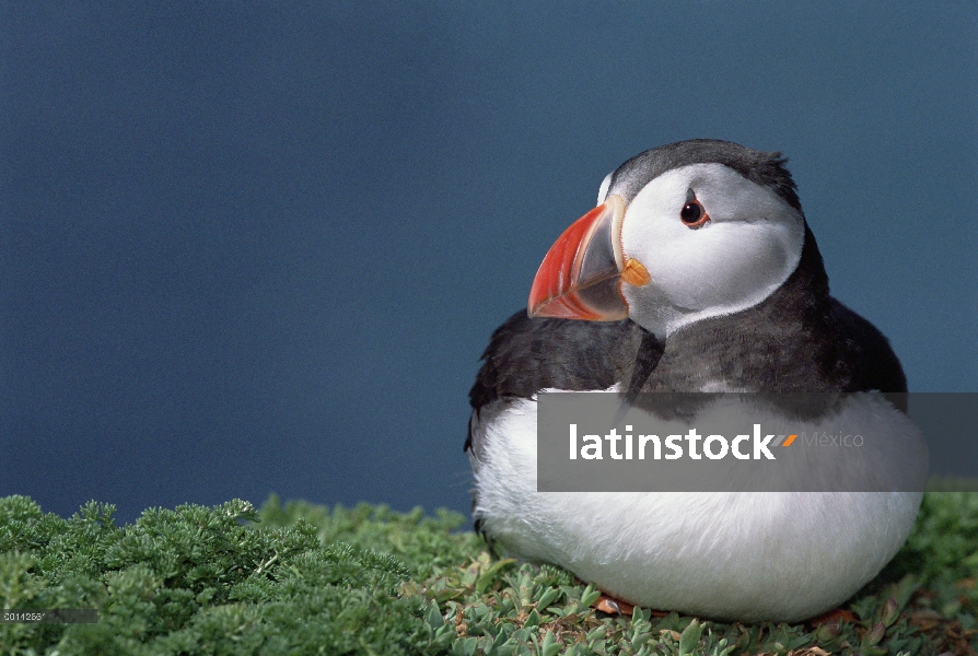 Frailecillo Atlántico (Fratercula arctica) con coloración distinta en pico durante crianza de la est