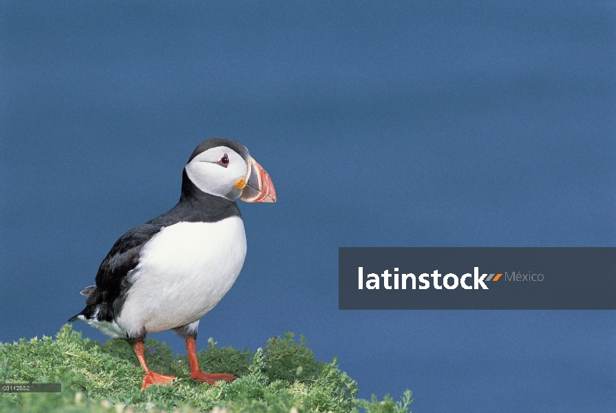 Frailecillo Atlántico (Fratercula arctica) con coloración distinta en pico durante crianza de la est