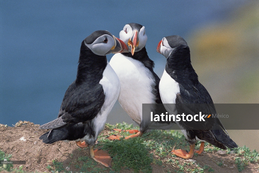 Frailecillo Atlántico (Fratercula arctica) participar tres en cortejo de grupo durante la temporada,