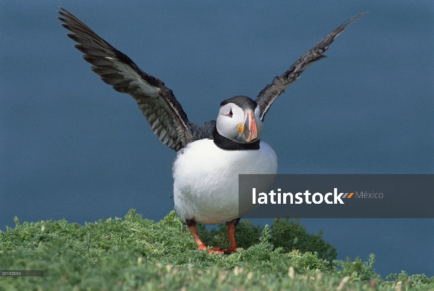 Frailecillo Atlántico (Fratercula arctica) ejercitando sus alas diminutas en Colonia sitio, isla de 