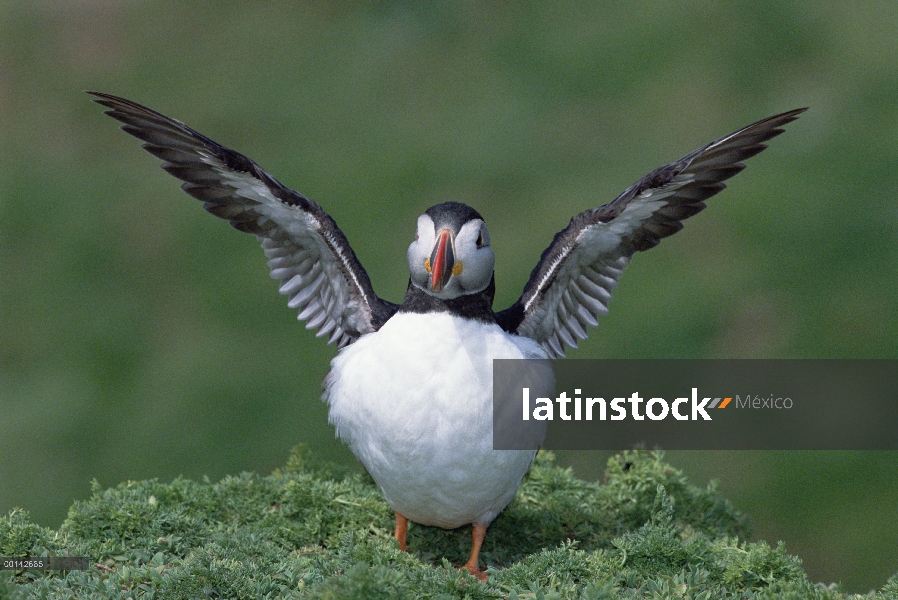 Frailecillo Atlántico (Fratercula arctica) ejercitando sus alas diminutas en Colonia sitio, isla de 