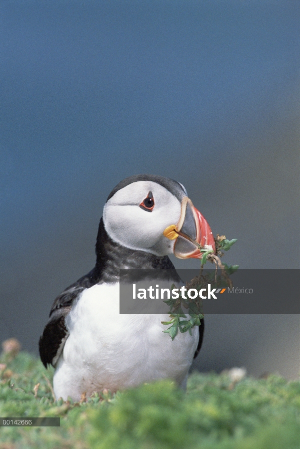 Frailecillo Atlántico (Fratercula arctica) recoger vegetación para anidación material, isla de Skome