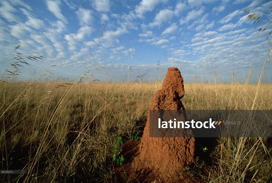 Termitero en pastizales abiertos, pastizales de Cerrado típico, Parque Nacional das Emas, Brasil