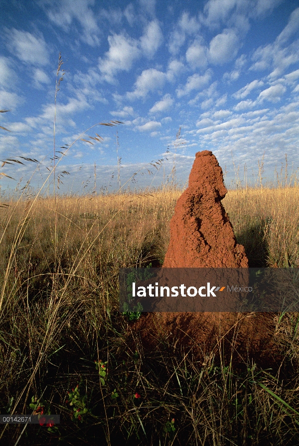 Termitero en pastizales abiertos, pastizales de Cerrado típico, Parque Nacional das Emas, Brasil