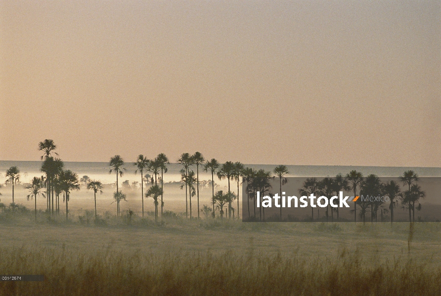 Árboles de Palma de aguaje (Mauritia vinifera) al amanecer, en la Galería típica del bosque limítrof