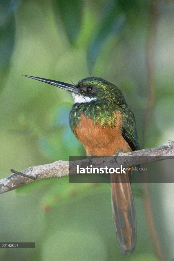 Jacamar Rufous-cola (Gálbulo ruficauda) en hábitat Cerrado, Parque Nacional das Emas, Brasil