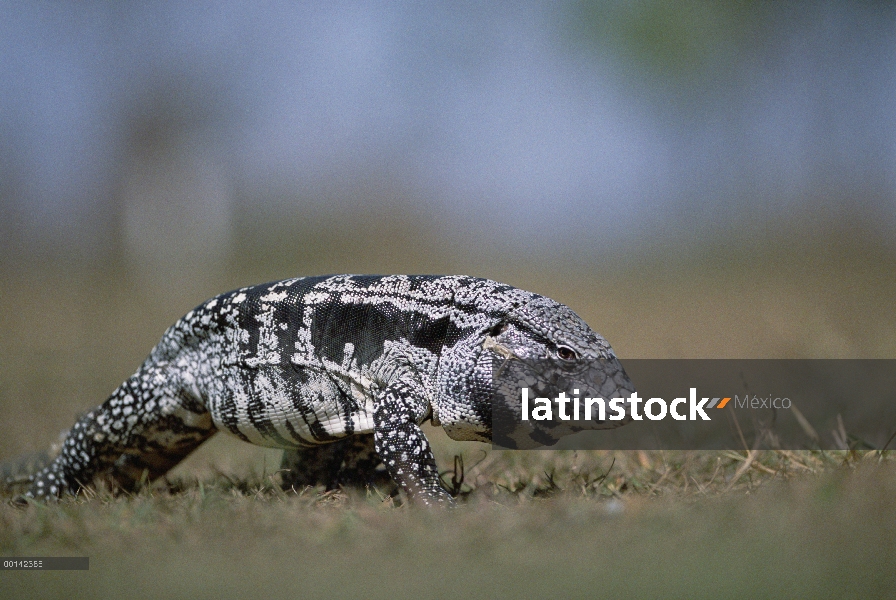 Común Tegu (Tupinambis teguixin) alimentándose de hierba hábitat Cerrado, Parque Nacional das Emas, 