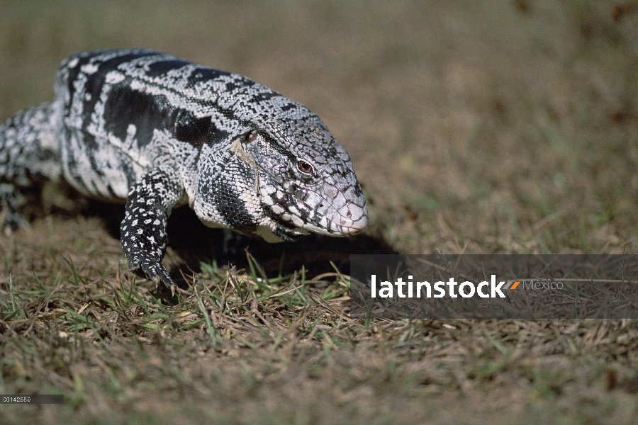 Común Tegu (Tupinambis teguixin) alimentándose de hierba hábitat Cerrado, Parque Nacional das Emas, 