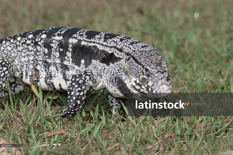 Común Tegu (Tupinambis teguixin) alimentándose de hierba hábitat Cerrado, Parque Nacional das Emas, 