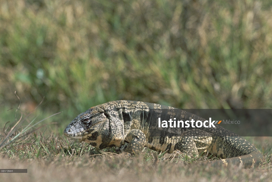 Común Tegu (Tupinambis teguixin) alimentándose de hierba hábitat Cerrado, Parque Nacional das Emas, 