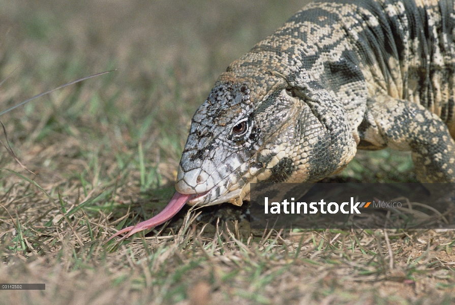 Común Tegu (Tupinambis teguixin) alimentándose de hierba hábitat Cerrado, Parque Nacional das Emas, 