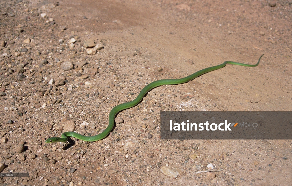 Serpiente verde, en hábitat Cerrado durante la estación seca, Parque Nacional Sierra de Canastra Bra