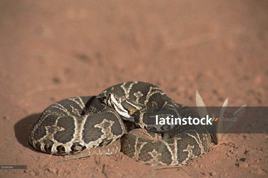 Urutu (Bothrops alternatus) tomando sol en hábitat Cerrado típico, Parque Nacional das Emas, Brasil