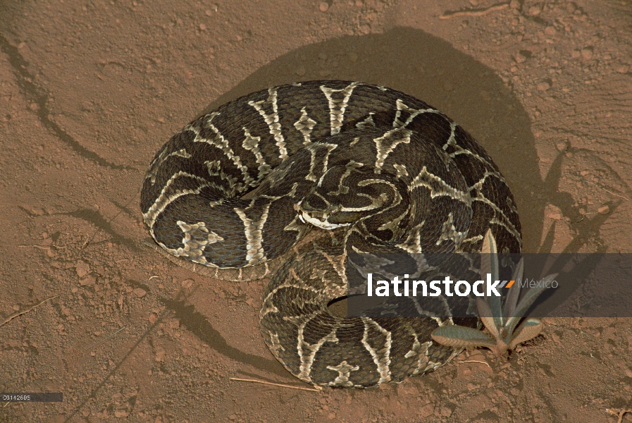 Urutu (Bothrops alternatus) tomando sol en hábitat Cerrado típico, Parque Nacional das Emas, Brasil