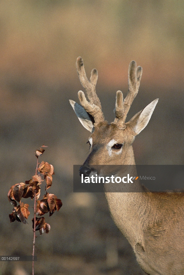 Ciervos de Pampa (Bezoarticus de Ozotoceros) buck alimentándose de rebrote en recientemente quemado 