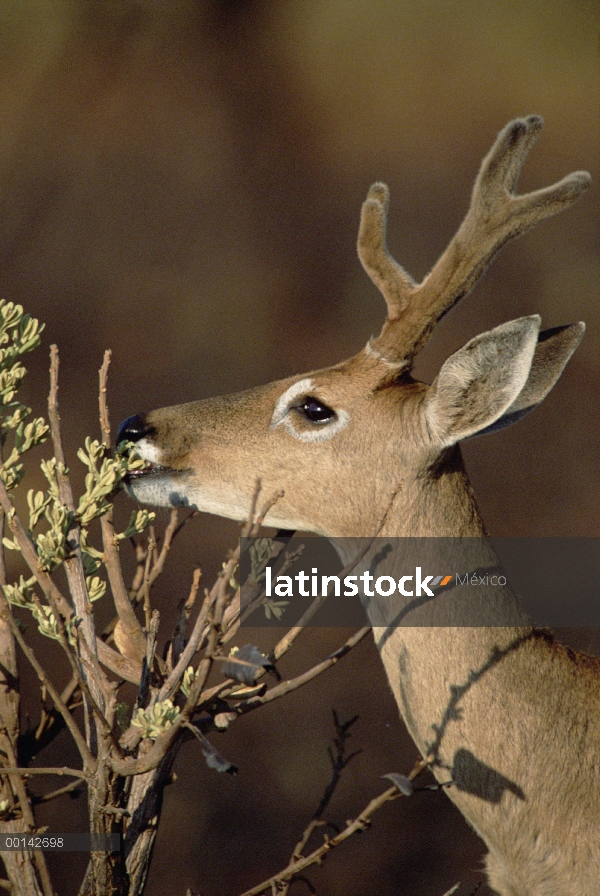 Ciervos de Pampa (Bezoarticus de Ozotoceros) buck alimentándose de rebrote en recientemente quemado 