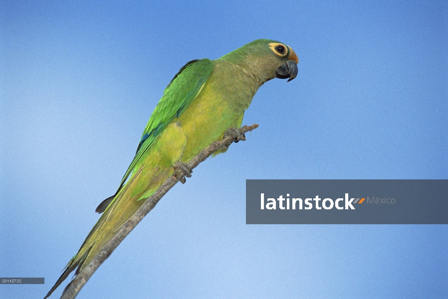 Parakeet melocotón-afrontado (Aratinga aurea), habitante de Cerrado, Parque Nacional das Emas, Brasi