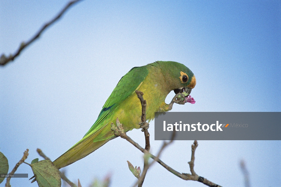 Parakeet melocotón-afrontado (Aratinga aurea) comer pétalos de flor de árbol en el hábitat Cerrado, 