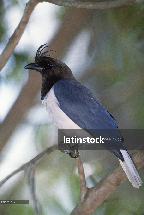 Rizo-con cresta Jay (Cyanocorax cristatellus) en hábitat Cerrado típico, Parque Nacional das Emas, B