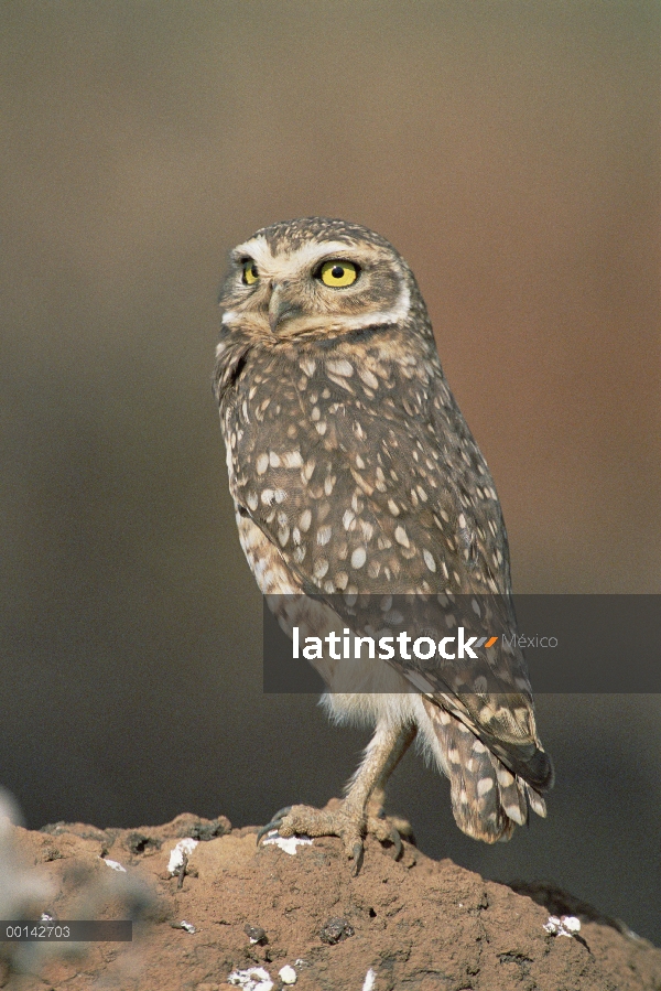 Lechuza (Athene cunicularia) en montículos de termitas en el típico hábitat Cerrado, Parque Nacional