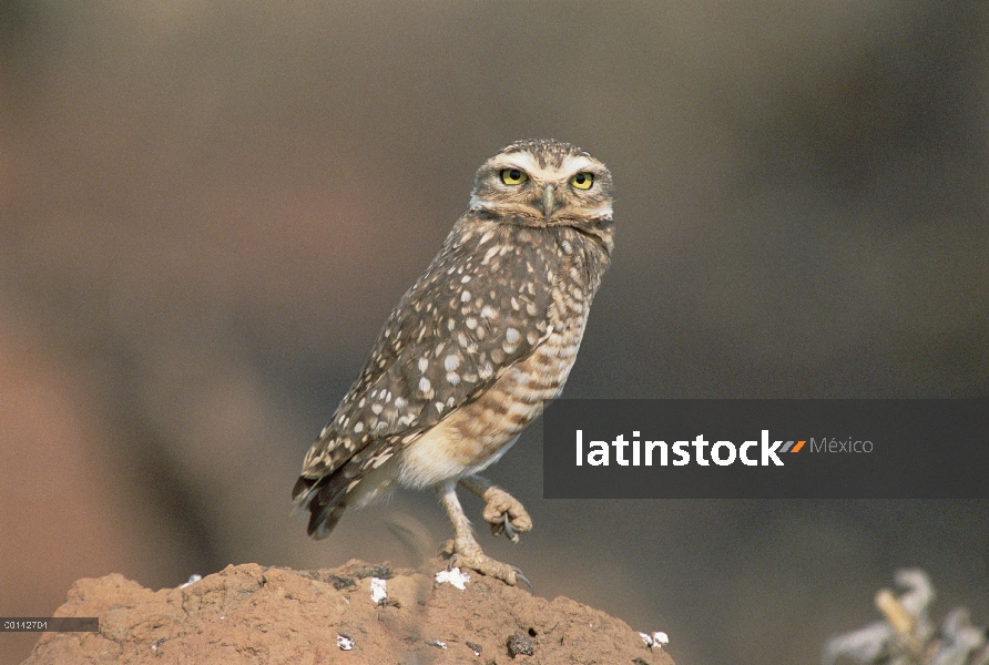 Lechuza (Athene cunicularia) en montículos de termitas en el típico hábitat Cerrado, Parque Nacional