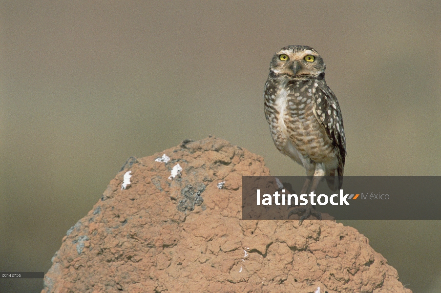 Lechuza (Athene cunicularia) en montículos de termitas en el típico hábitat Cerrado, Parque Nacional