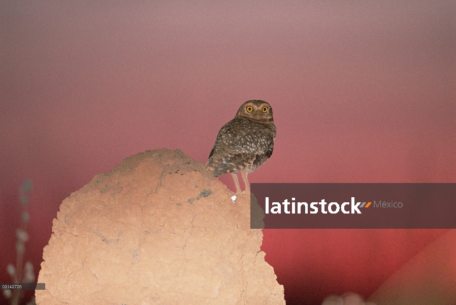 Lechuza (Athene cunicularia) en montículos de termitas en el típico hábitat Cerrado, Parque Nacional