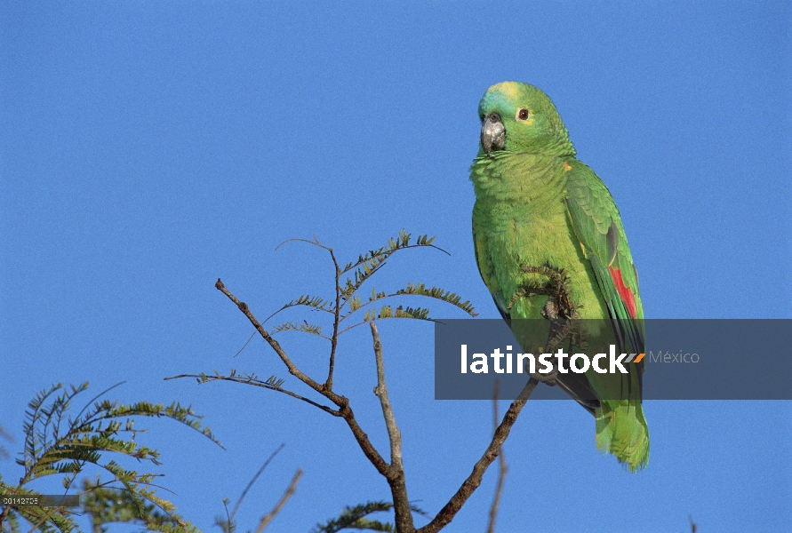 Loro de frente azul (Amazona aestiva) entre copas de los árboles en el hábitat Cerrado, Parque Nacio