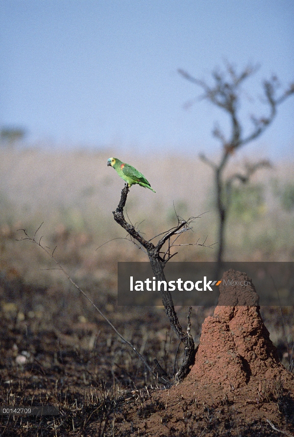 Loro de frente azul (Amazona aestiva) posado sobre el tronco de árbol quemado en recientemente quema