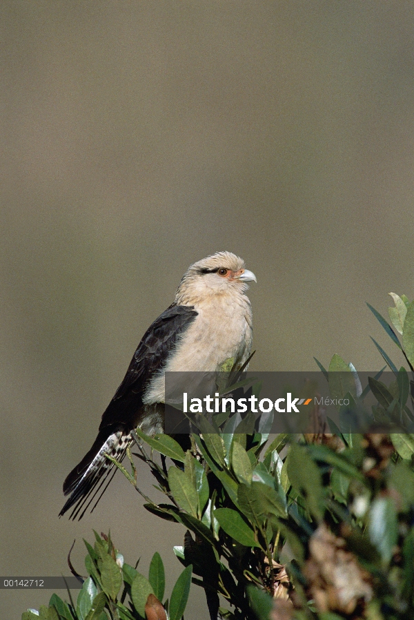 Caracara cabeza amarilla (Milvago chimachima) posado en la Copa de árbol en hábitat Cerrado típico, 