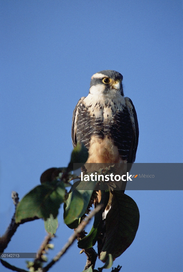 Halcón aplomado (Falco femoralis) en hábitat Cerrado, Parque Nacional das Emas, Brasil