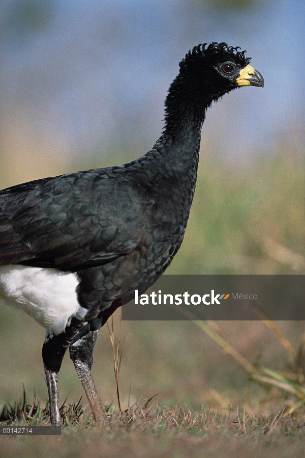 Hombre de paujil (Crax fasciolata) Bare-faced en hábitat Cerrado típico, Parque Nacional das Emas, B