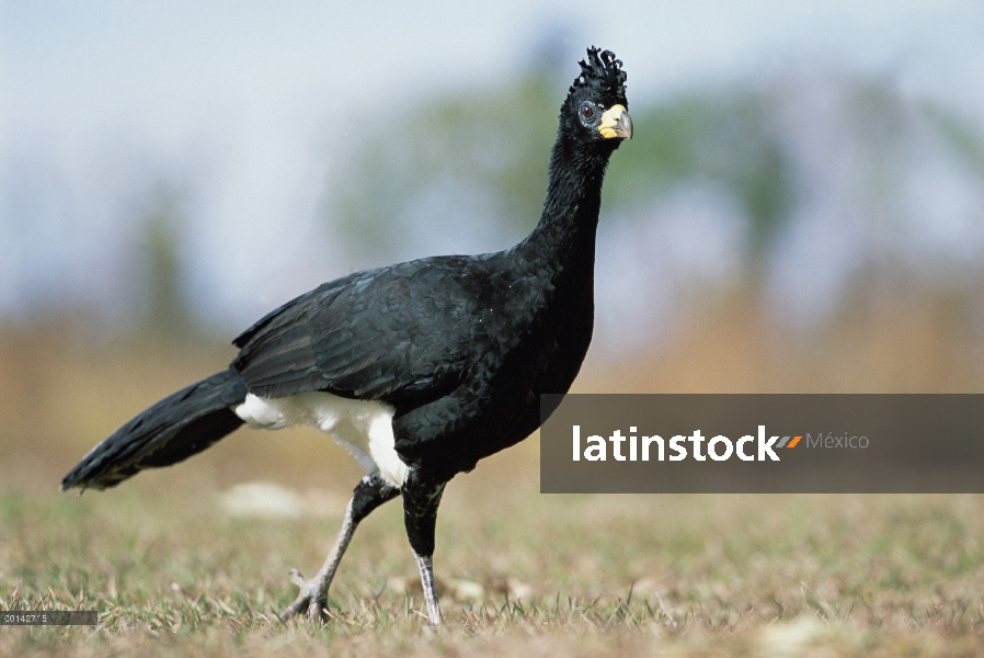 Hombre de paujil (Crax fasciolata) Bare-faced en hábitat Cerrado típico, Parque Nacional das Emas, B