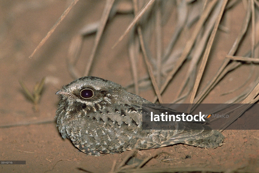 White-winged Nightjar (Caprimulgus candicans) en peligro de extinción, mujer en hábitat Cerrado dura