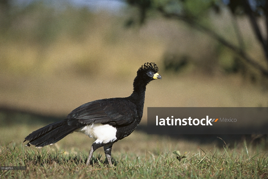 Hombre de paujil (Crax fasciolata) Bare-faced en hábitat Cerrado típico, Parque Nacional das Emas, B