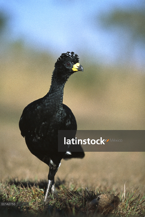 Hombre de paujil (Crax fasciolata) Bare-faced en hábitat Cerrado típico, Parque Nacional das Emas, B