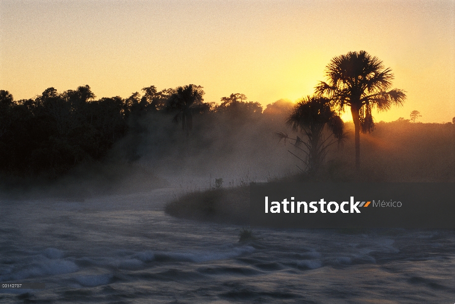 Bosque de galería de palmeras aguaje (Mauritia flexuosa) y el Río Formoso en el hábitat Cerrado, Par